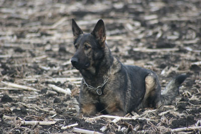 shaferhund, Texas, Comanche, OFA, ofa, working lines, show lines, german shepherd breed, training puppies, guaranteed training, gsd tracking, SV member, guard dogs, conformation, obedience, protection, TX shepherds, professional dog training, professional schutzhund training, German Shepherd StudService, Personal Protection dogs, Dog Training, Protectiondog, Schutzhund Breeder, Companion Dog, pedigrees, BSP, LGA, HGH, USA, WDA, Leistungsblut, Hauptzuchtschau